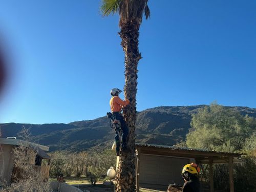 Property Beautification for The Tree Fairy in Julian, CA