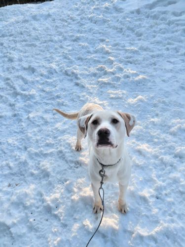 Hank for Sullivan Sanctuary of Maine in Brunswick, ME