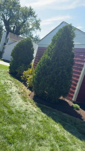 Tree & Shrub Care for Kingston Lawn Care in Providence, RI