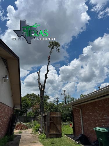  for Texas Elite Arborist in Houston, TX