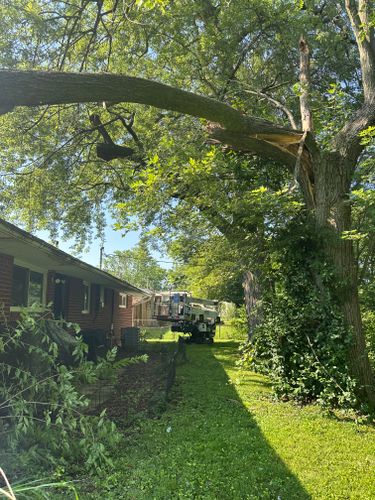 All Photos for Pro Tree Trim & Removal, Llc in Dayton, OH