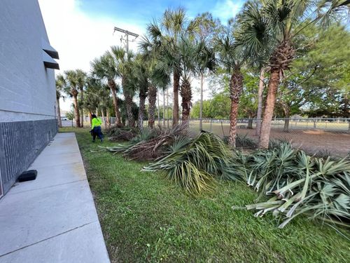 Tree Trimming for Verimay's Garden and Landscaping in Hillsborough County, FL