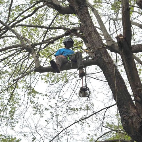 All Photos for Ramirez Tree Care in Elkin, NC