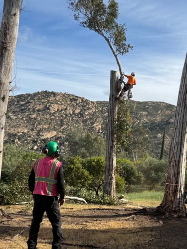 Tree Services for The Tree Fairy in Julian, CA