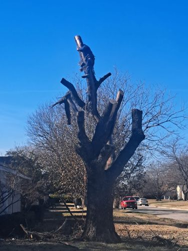 All Photos for Chico's Tree Service in Dallas, TX