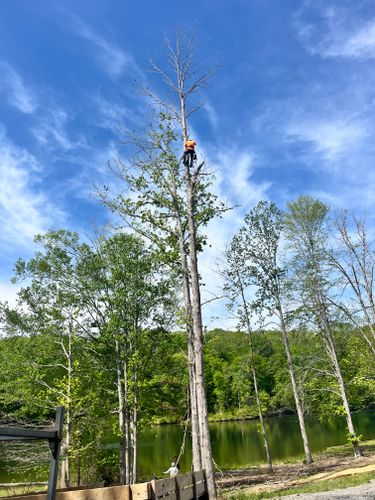  for Ricky's Tree Service & Property Care in Orange, VA