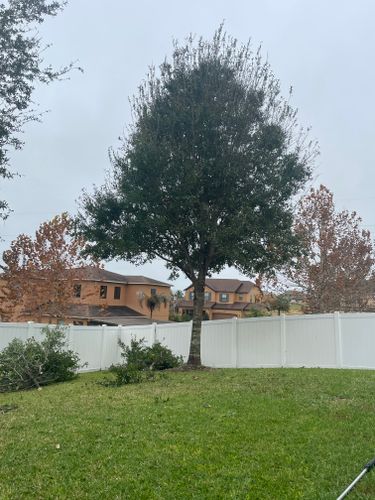 Tree Services for Dandelion Landscaping in Clermont, FL