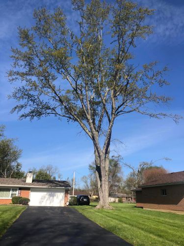 Other Services for Pro Tree Trim & Removal, Llc in Dayton, OH