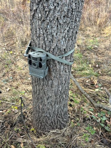 Trail Camera Upkeep for Two Young Bucks in Leon, IA