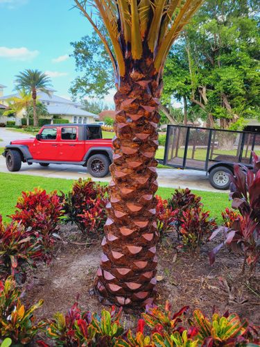 Tree Trimming & Removal for L & J Palm Tree & Lawn Care Services in Jupiter, FL