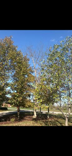  for Dig-It Tree Company in , 