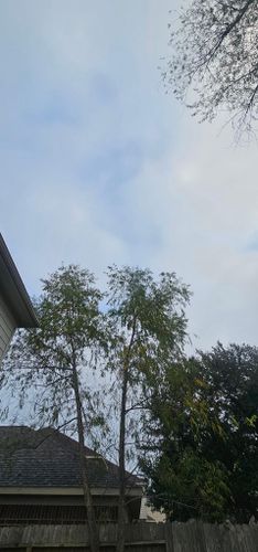  for Servin's Tree Care  in Houston, TX