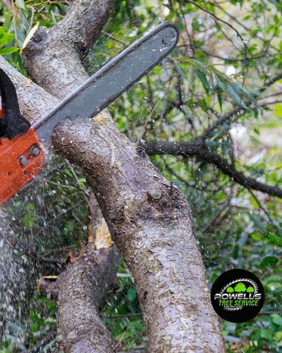  for Powell Tree Service Inc.  in Cape Cod, MA