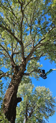 Tree Removal for Olson Tree Service, Inc in Rockford, IL