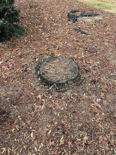  for Otis Lee Stump Grinding LLC in Elgin, SC