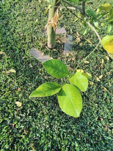 All Photos for Bridgewater Arbor Care LLC in Jupiter, FL