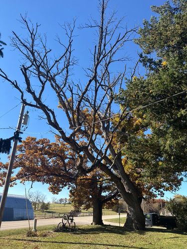 Fall Clean Up for Fransen's Tree Service  in Freeport, IL