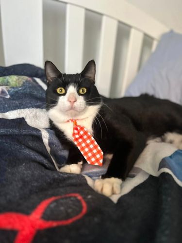 Animal Sanctuary for Sullivan Sanctuary of Maine in Brunswick, ME