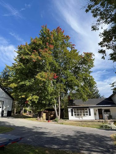  for Sterlings Tree Removal in Cobleskill, New York