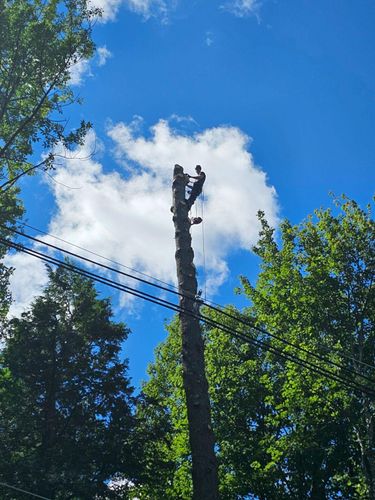 All Photos for Blue Ribbon Tree Service in Gilford, NH