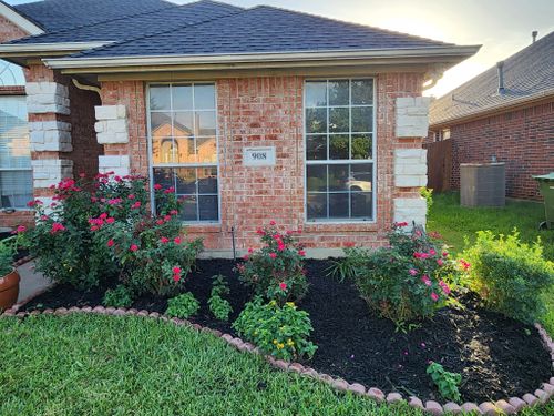 Planting for Jose's Yardservice in Keller, TX