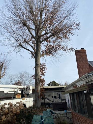 Fall and Spring Clean Up for Atwood’s Tree Care in Liberty,  KY