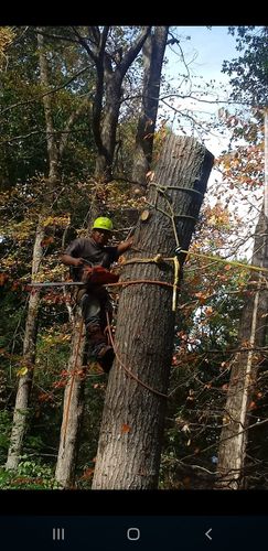 Tree Removal for Mario's Tree Service in Richmond, VA