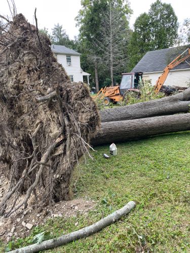 Tree Removal for Benjamin & Sons in Elmira, NY