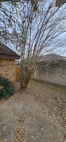  for Servin's Tree Care  in Houston, TX