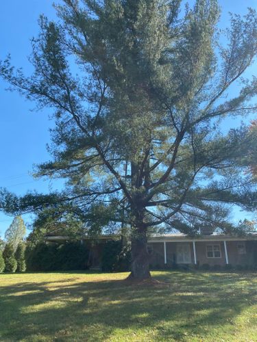 Tree Removal for Atwood’s Tree Care in Liberty,  KY