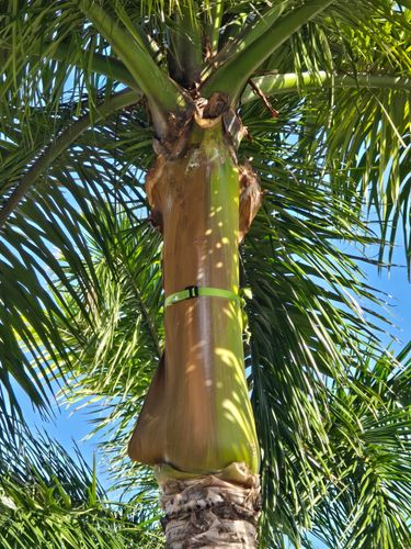 Palm Strapping for Bridgewater Arbor Care in Jupiter, FL