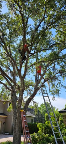 Tree Trimming for Tezna Landscaping, Trees & Pavers in Valrico, FL
