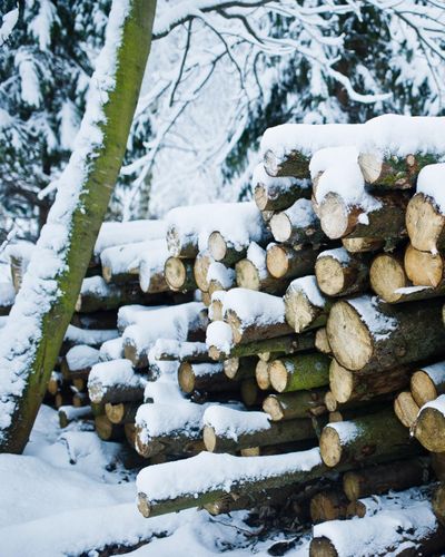  for Oakwood Tree Removal LLC in Oak Creek,  WI