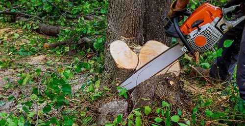 Tree Removal for Amick’s Affordable Concrete & Power Washing LLC in Mansfield, OH