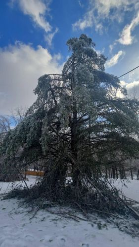  for Jace’s Tree & Stump Removal in Franklin, TN