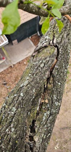  for Servin's Tree Care  in Houston, TX