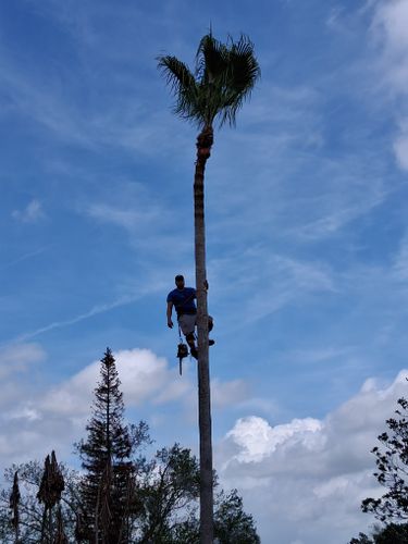 All Photos for A Southern Style Tree Service in Orlando, FL