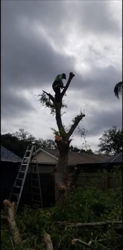 Tree Trimming for Tezna Landscaping, Trees & Pavers in Valrico, FL