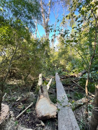  for Stem Tree Service in Belmont, NC