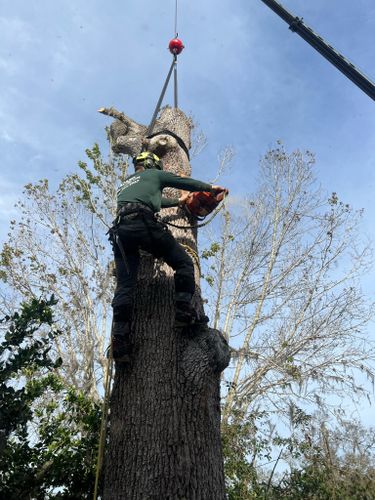 Crane Removals for Adam's Tree and Stump Care in Sarasota, FL