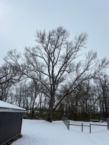  for Dig-It Tree Company in Mason, OH