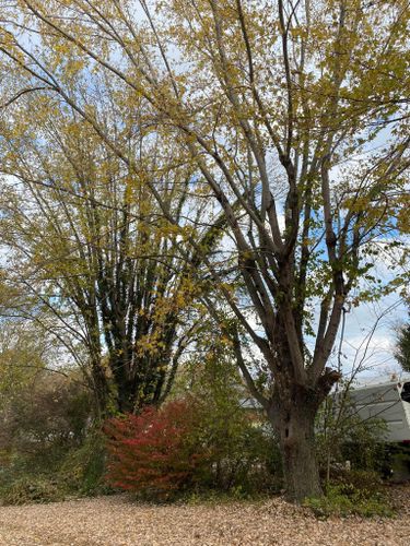 Fall and Spring Clean Up for Atwood’s Tree Care in Liberty,  KY