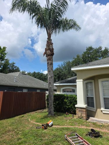 All Photos for Highlife Tree Care And Landscaping in Altamonte Springs, FL