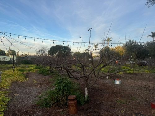 Property Beautification for The Tree Fairy in Julian, CA