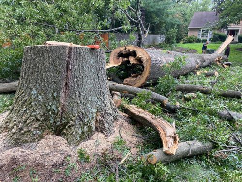 Tree Removal for DIAZ TREE in Stafford, VA