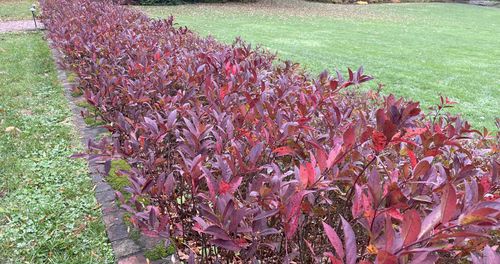 Lawn Maintenance for Trinity Landscapes  in Lumberton, NC