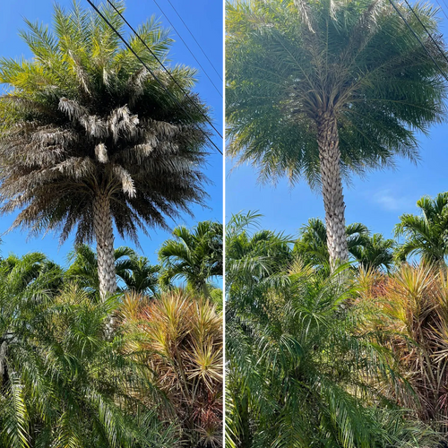 Palm Trimming for Lawn Caring Guys in Cape Coral, FL