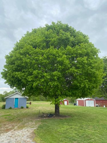 Tree Removal for Atwood’s Tree Care in Liberty,  KY