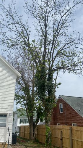 All Photos for Gray's Tree Service  in Shenandoah County, VA