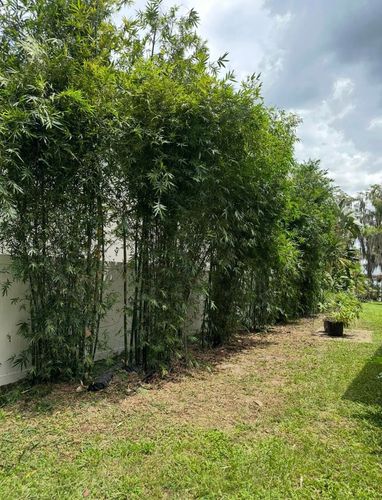 Tree Removal for A-1 Arbor Tech in Groveland, FL